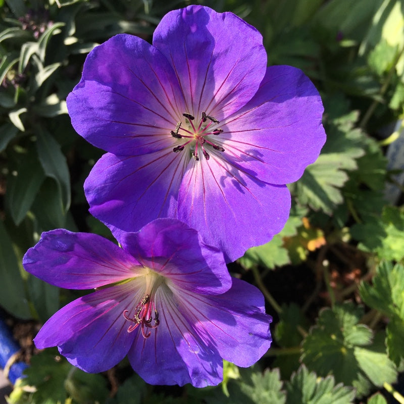 Hardy Geraniums 'Cranesbill' Plant Mix (2 Plants) Hardy Geraniums 'Cranesbill' Plant Mix (2 Plants) image3 3