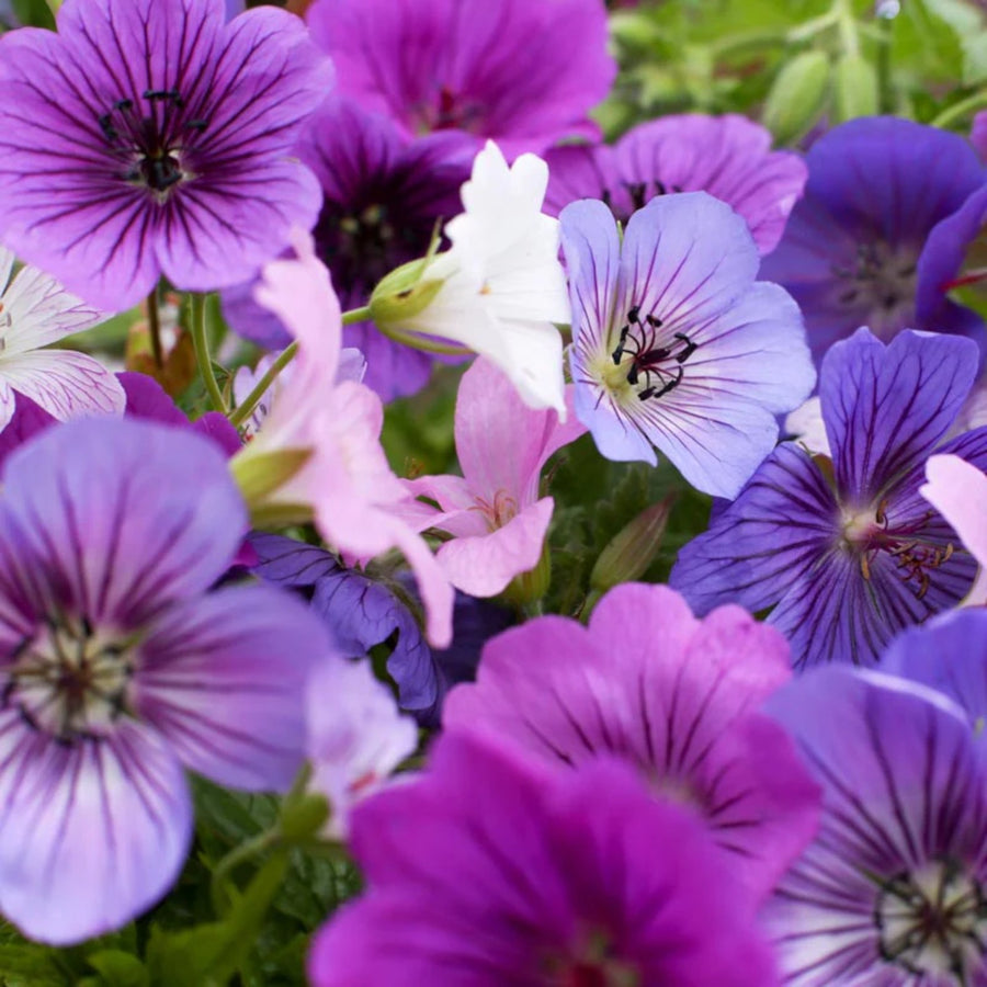 Geranium Bare Root Mix  1