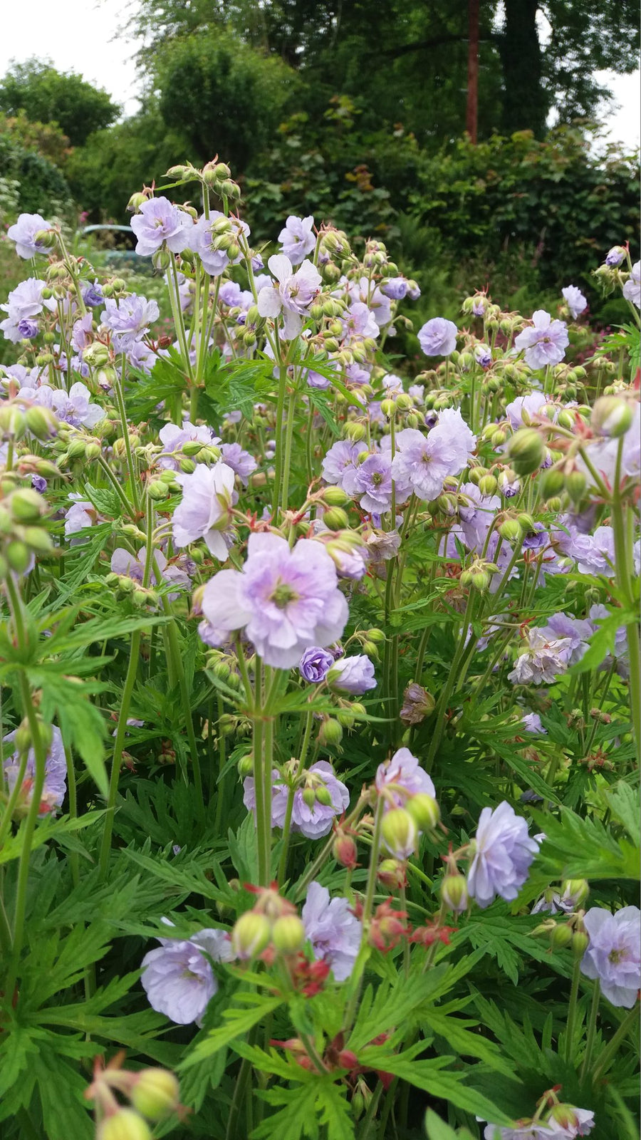 Geranium pratense - 'Cloud Nine' geranium-pratense-cloud-nine- 4