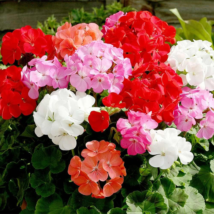 Geranium Mixed Plants A vibrant mix of geranium flowers in red, white, pink, and coral, blooming together in a lush green garden setting. 3