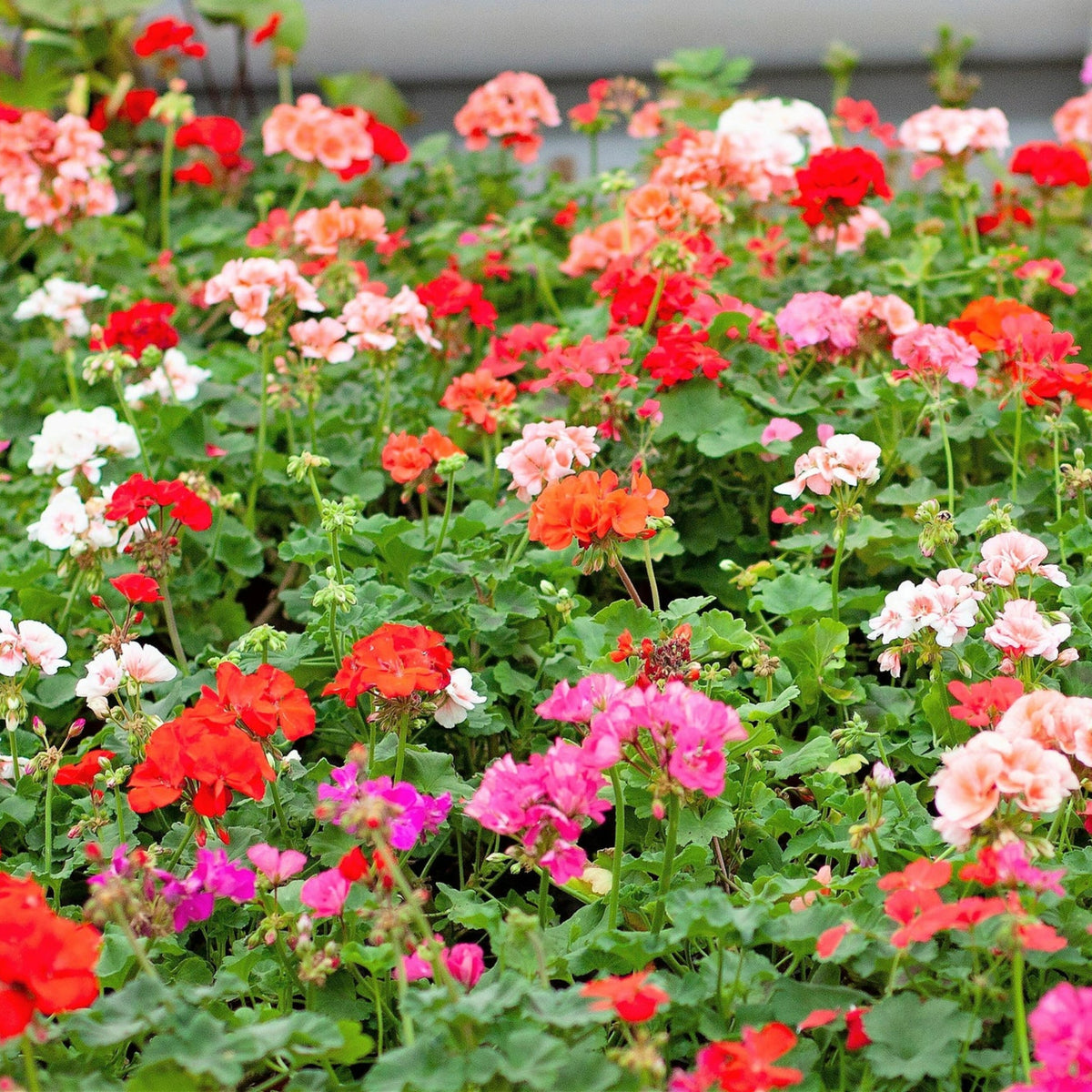 Geranium Mixed Plants A colourful mass planting of zonal geraniums in various shades of red, pink, coral and white, growing in a dense outdoor bed. 4