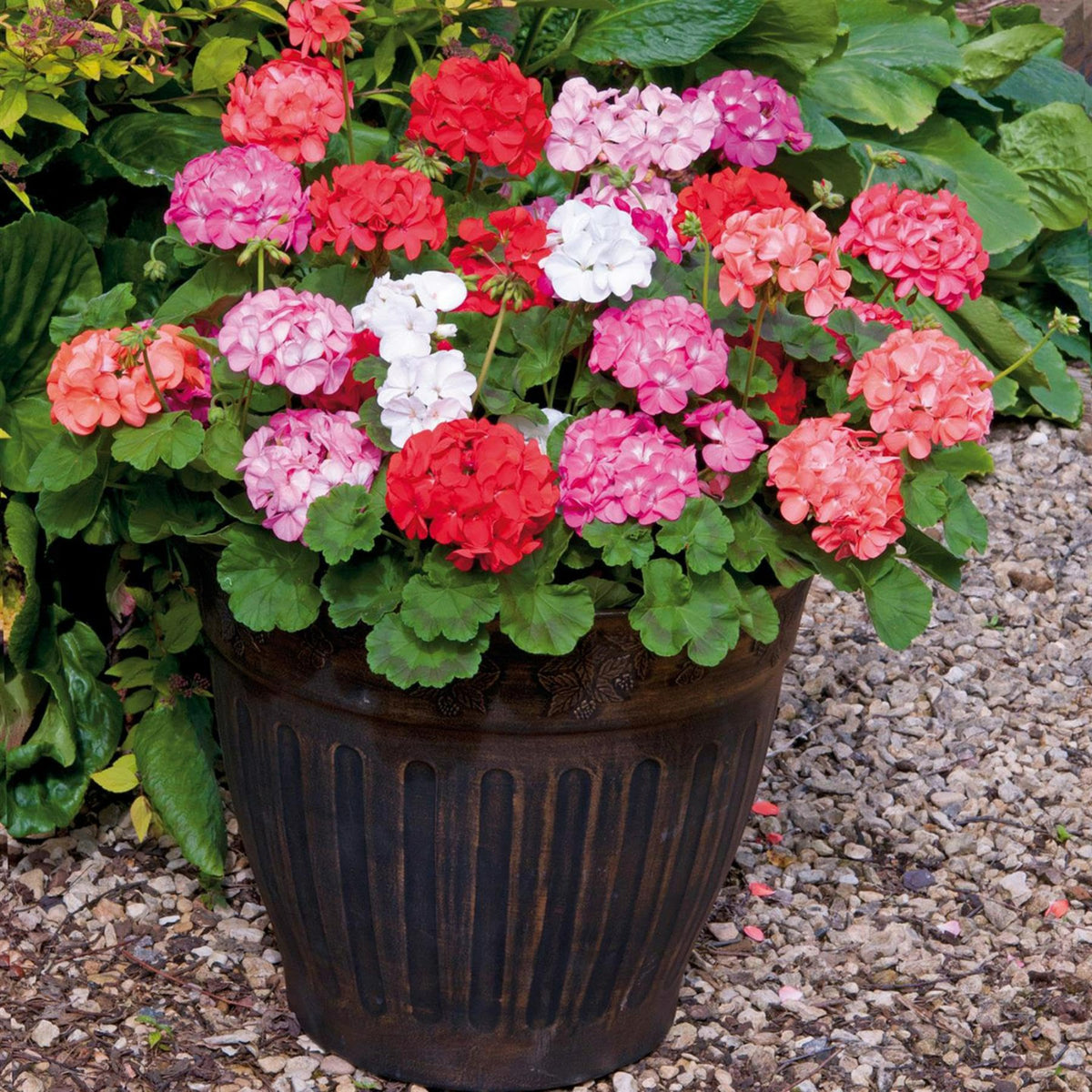 Geranium Mixed Plants A decorative black pot filled with a mixed display of flowering geraniums in red, pink, white, and salmon, placed on a gravel path in a garden. 5