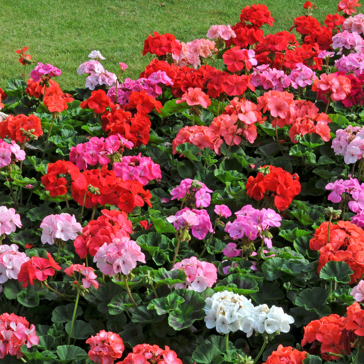 Geranium Mixed Plants A bed of multicoloured geraniums including red, pink, coral, and white, in full bloom against a background of green lawn. 1