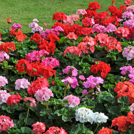 A bed of multicoloured geraniums including red, pink, coral, and white, in full bloom against a background of green lawn.