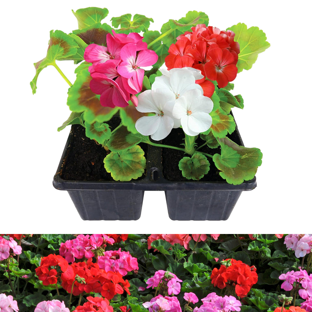 Geranium Mixed Plants  A retail tray of young geranium plants in bloom with red, white, and bright pink flowers, displayed with a background of similar flowering plants. 2