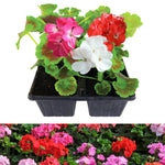 Geranium Mixed Plants  A retail tray of young geranium plants in bloom with red, white, and bright pink flowers, displayed with a background of similar flowering plants. 2
