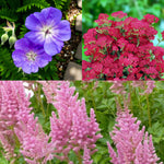Geranium, Achillea & Astilbe Bare Root Mix  1