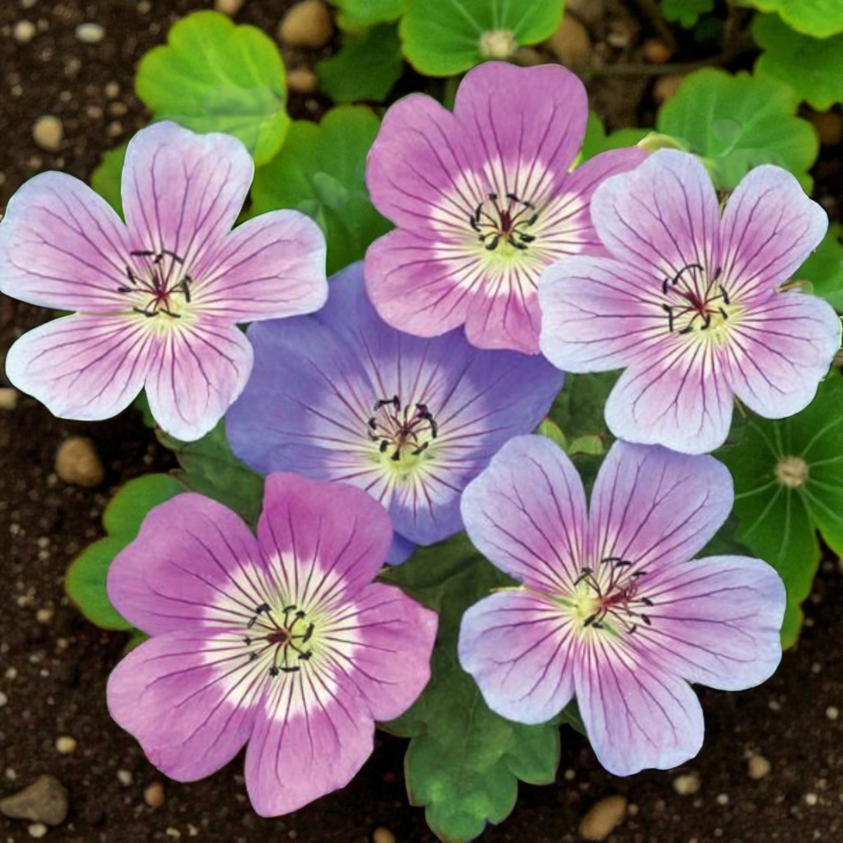Geranium Mix Hardy Geranium Blue and Pink Perennial Mix