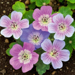 Hardy Geranium Perennial Mix  1