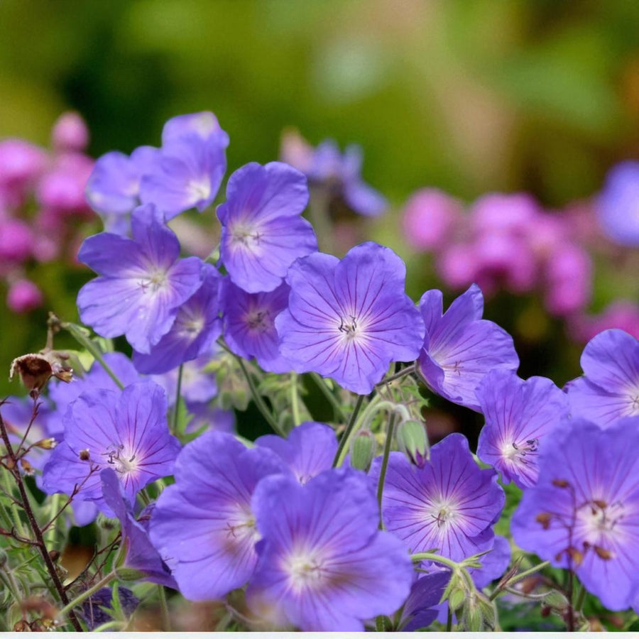 Hardy Geranium Perennial Mix  2