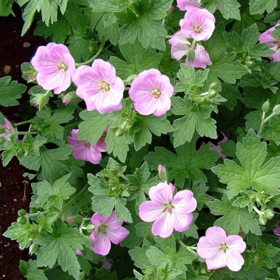 Geranium Mix Hardy Geranium Blue and Pink Perennial Mix