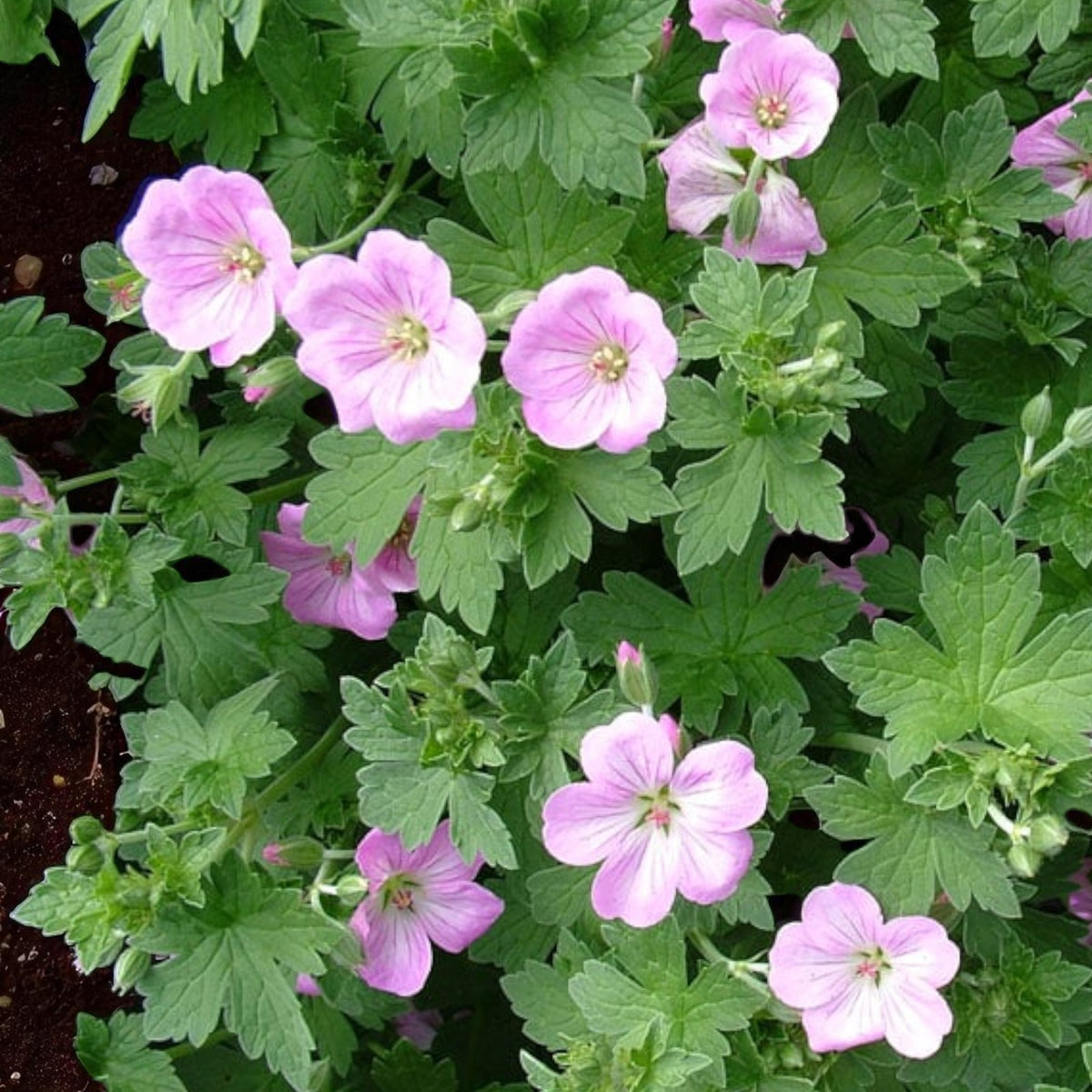 Hardy Geranium Perennial Mix  3