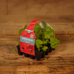 Plug Plants - Geranium Bright Red  2