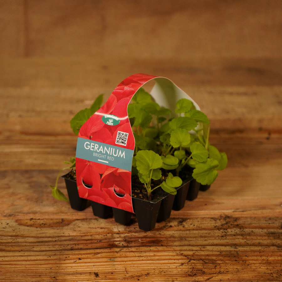 Plug Plants - Geranium Bright Red  2