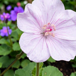 Geranium Bullseye Light Pink  2