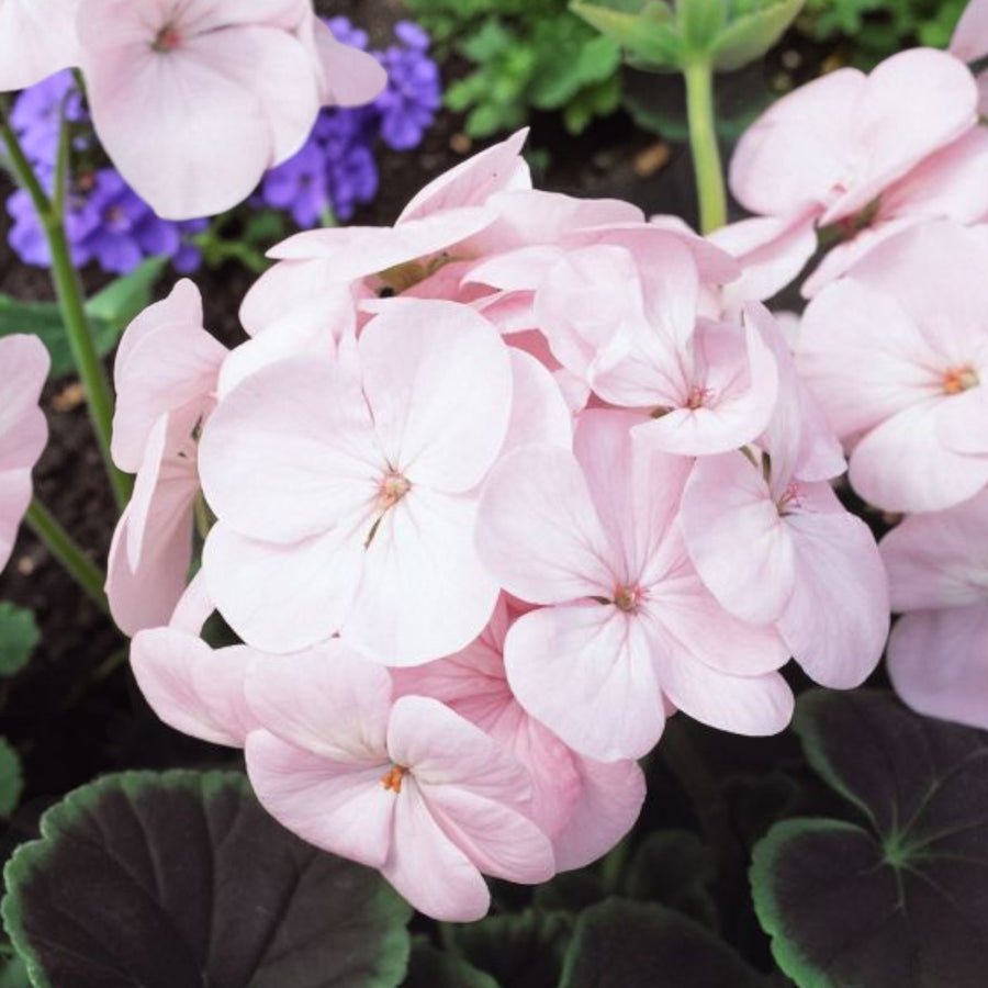 Geranium Bullseye Light Pink  1