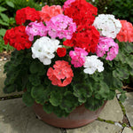 Geranium Bullseye Mix  1
