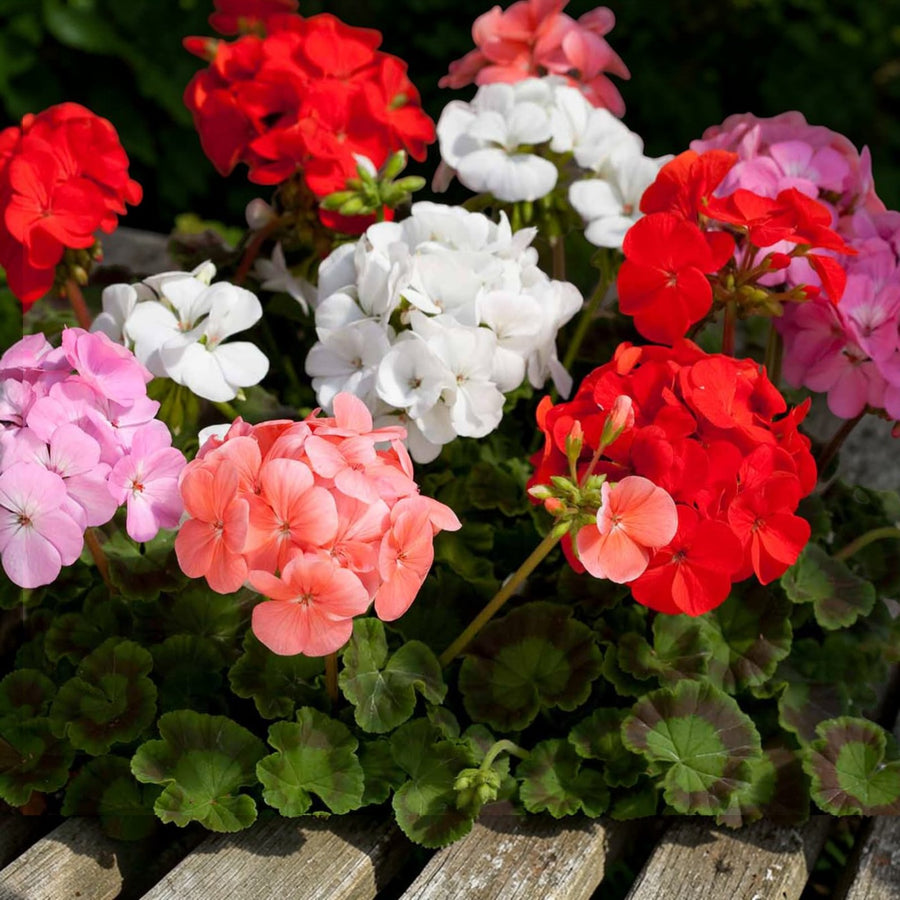 Geranium Bullseye Mix  2