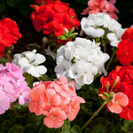 Geranium Bullseye Mix  3