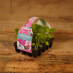 Plug Plants - Geranium Candyfloss Mix  2
