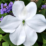 Geranium Horizon  5