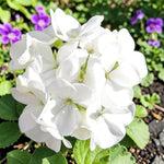Geranium Horizon White  3