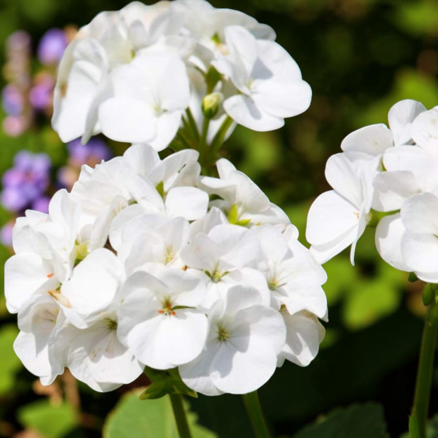 Geranium Horizon  4