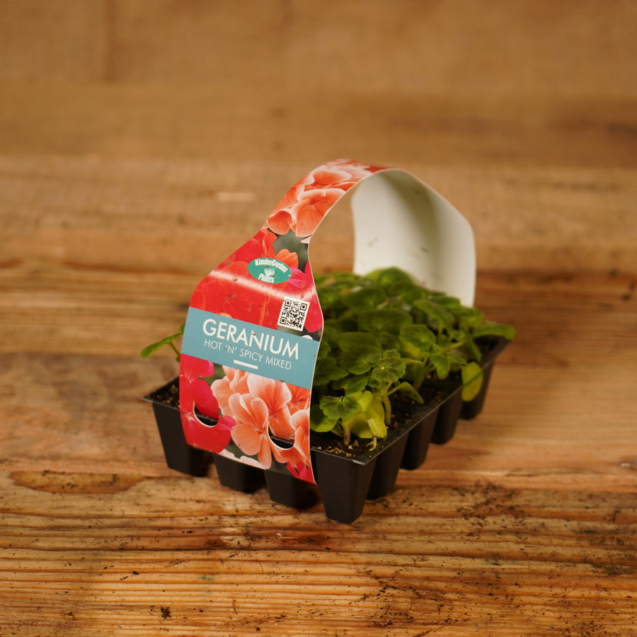 Plug Plants - Geranium Hot and Spicy Mix  3