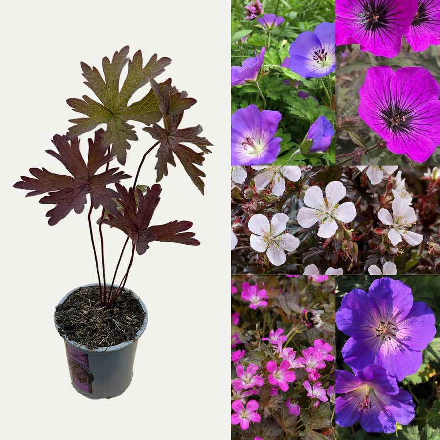 Hardy Geraniums 'Cranesbill' Plant Mix (2 Plants) Hardy Geraniums 'Cranesbill' Plant Mix (2 Plants) image1 2