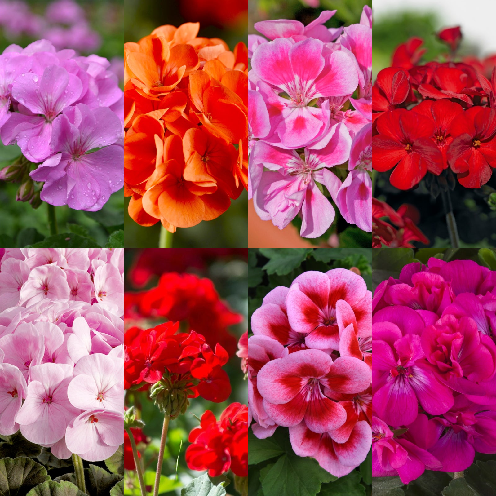 A vibrant collage of geranium flowers in various colours, including purple, orange, pink, red, and fuchsia.