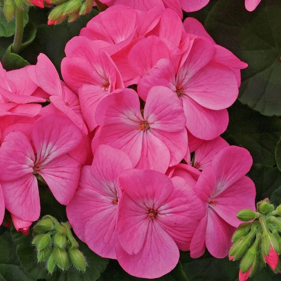 Plug Plants - Geranium Rose Pink  3