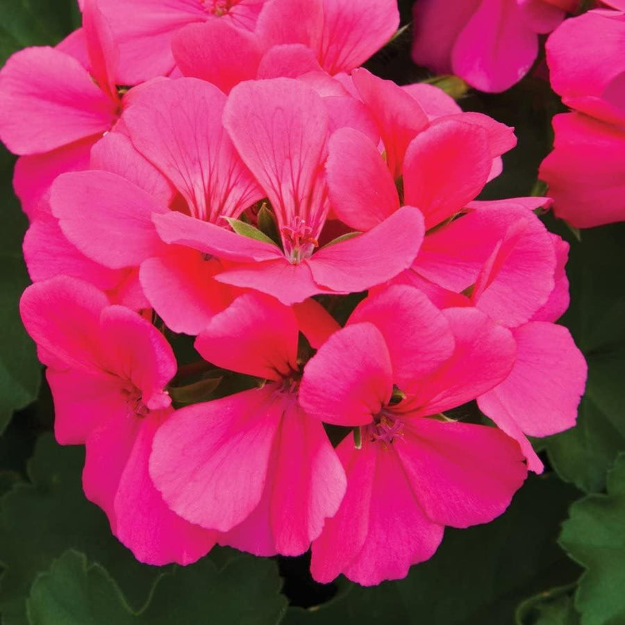 Plug Plants - Geranium Rose Pink  4