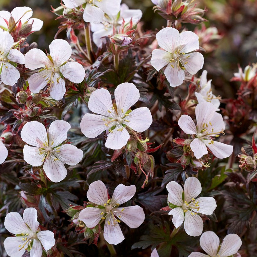 Hardy Geraniums 'Cranesbill' Plant Mix (2 Plants) Hardy Geraniums 'Cranesbill' Plant Mix (2 Plants) image2 4