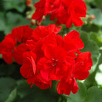 Geranium Plug Plants  2