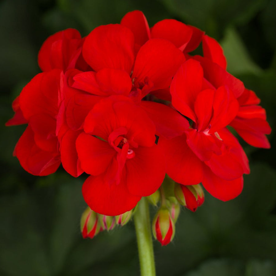 Plug Plants - Geranium Bright Red  4