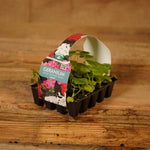 Plug Plants - Geranium Showstopper Mix  2