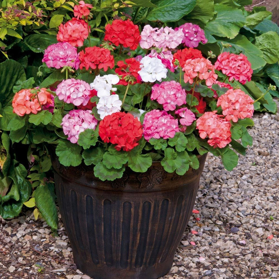 Plug Plants - Geranium Showstopper Mix  3
