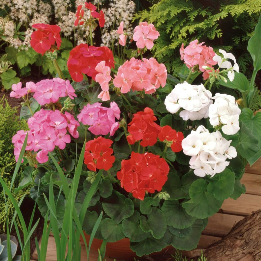 Plug Plants - Geranium Showstopper Mix  4