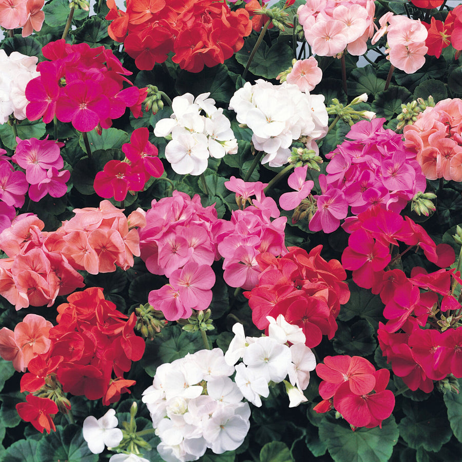 Plug Plants - Geranium Showstopper Mix  1