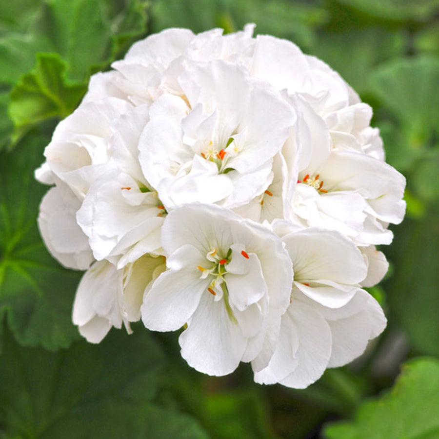Geranium Plug Plants  1