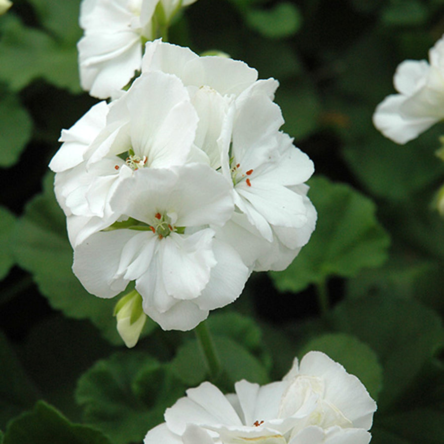 Plug Plants - Geranium White  3