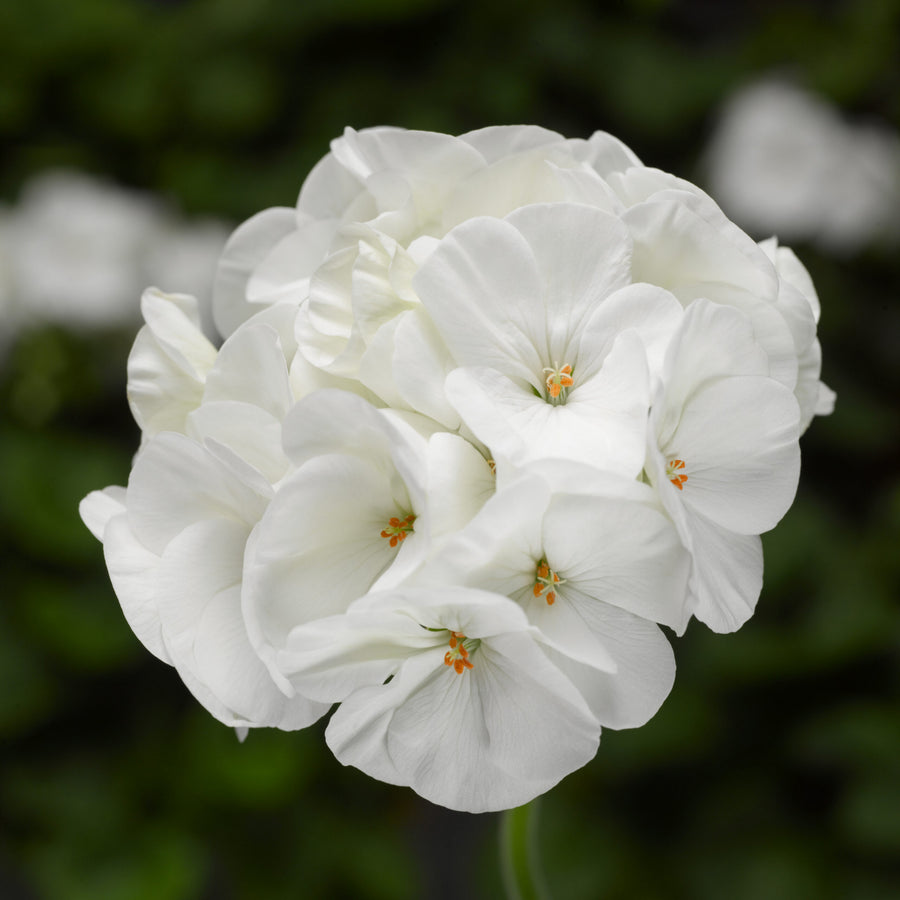 Plug Plants - Geranium White  4