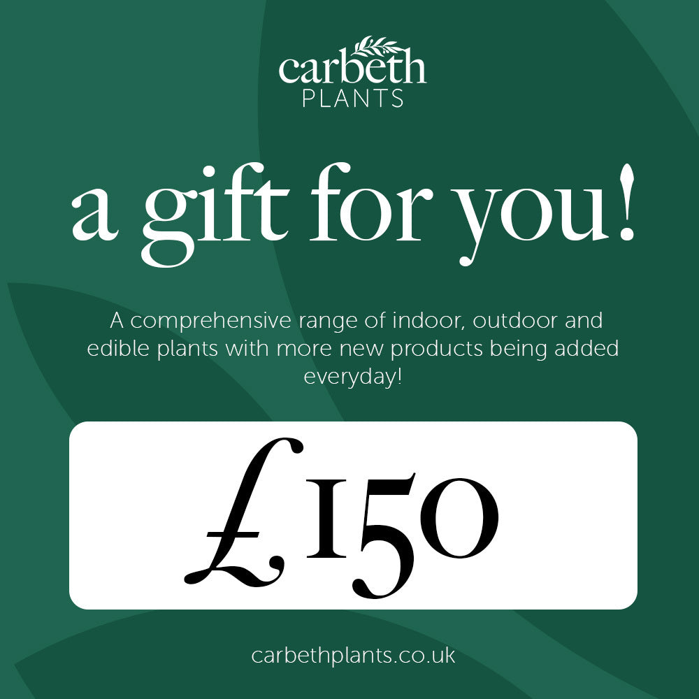 Carbeth Plants Gift Card  7