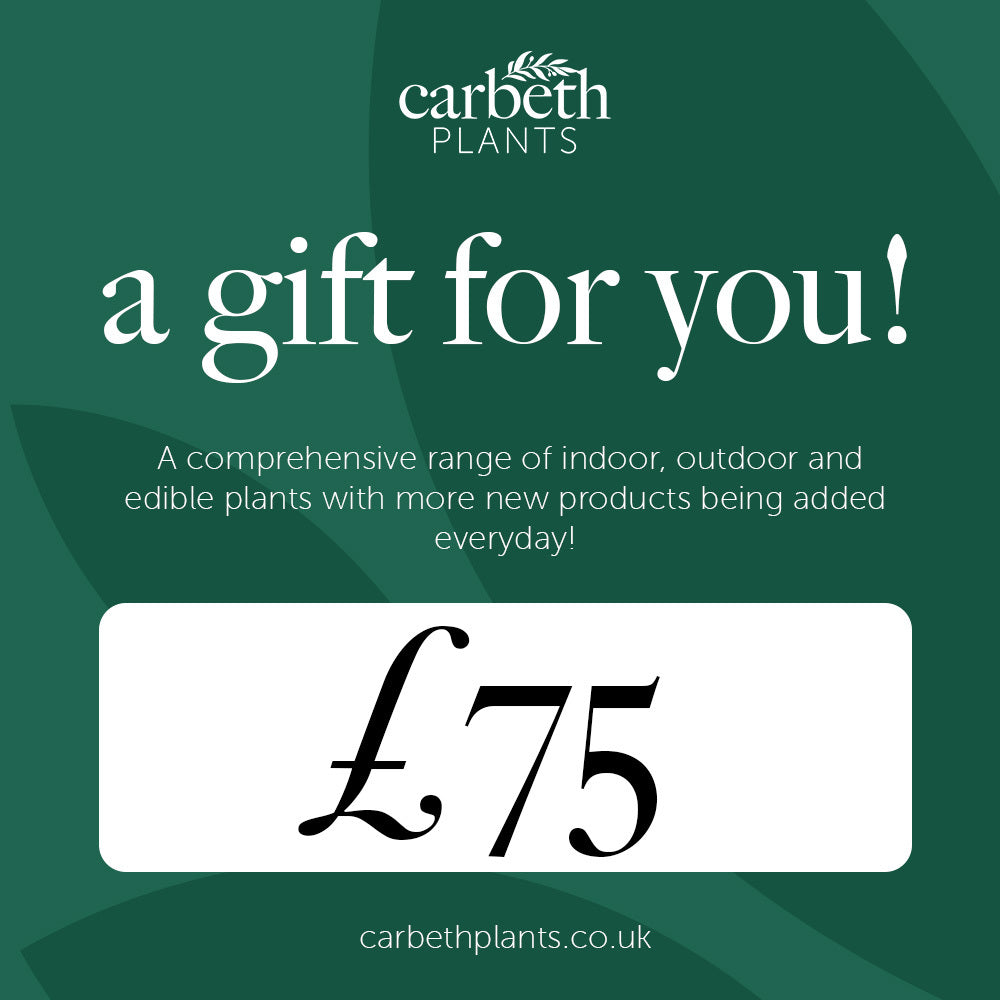 Carbeth Plants Gift Card  5