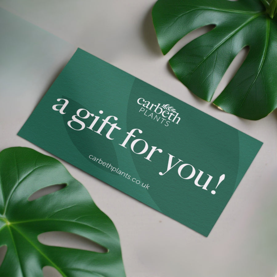 Carbeth Plants Gift Card  2