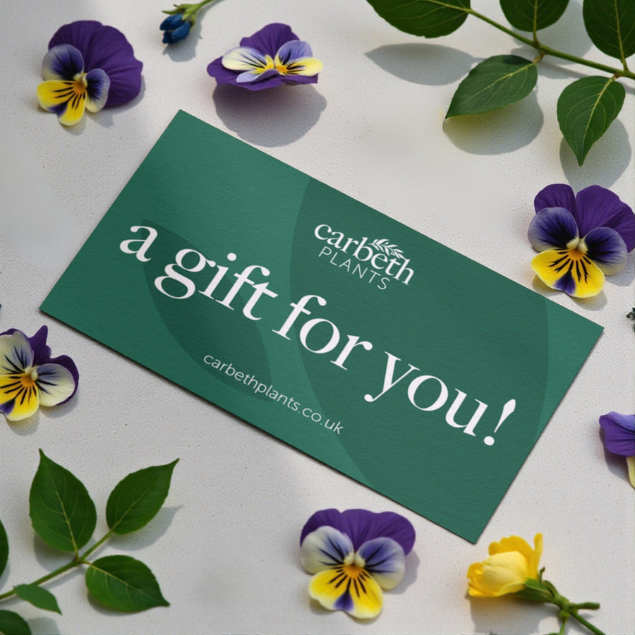 Carbeth Plants Gift Card  4