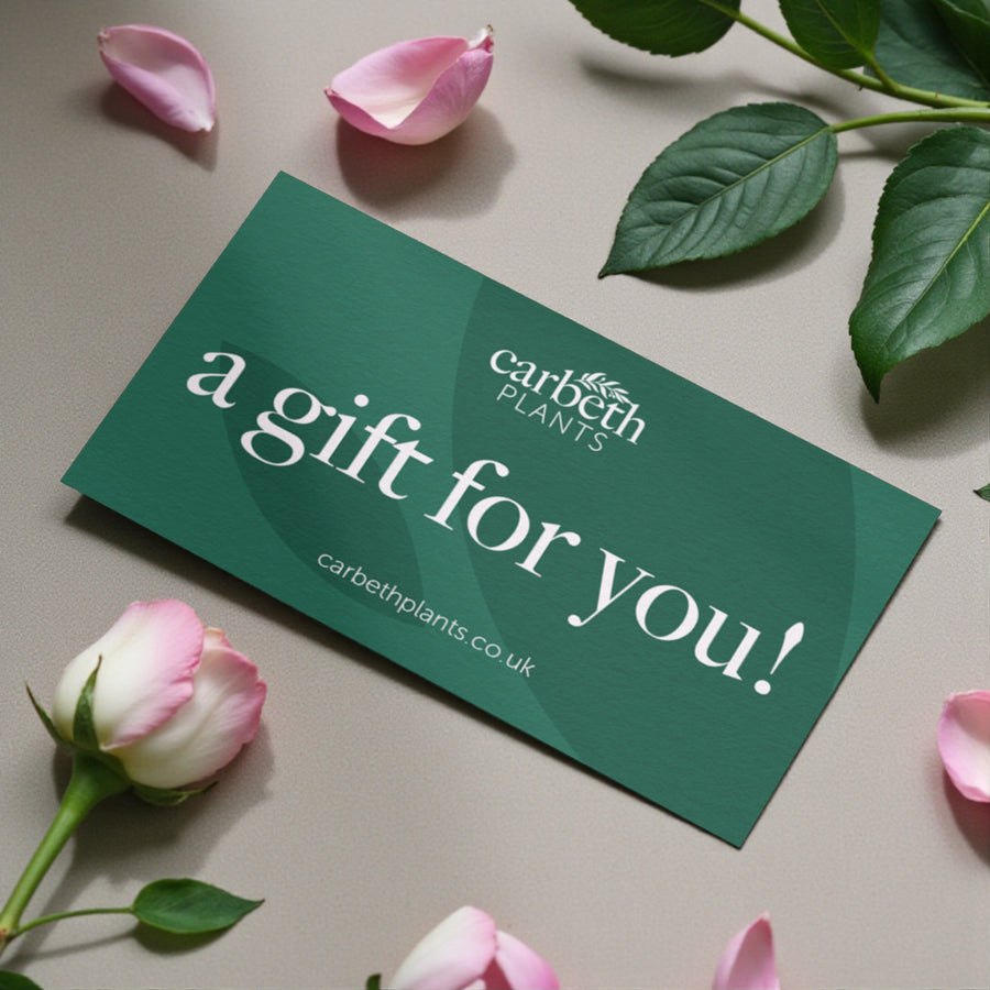 Carbeth Plants Gift Card  6