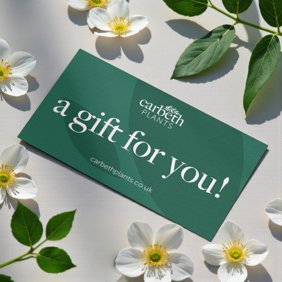 Carbeth Plants Gift Card  7