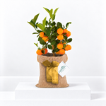 Mini Citrus Orange Tree with Hessian Gift Wrap  1