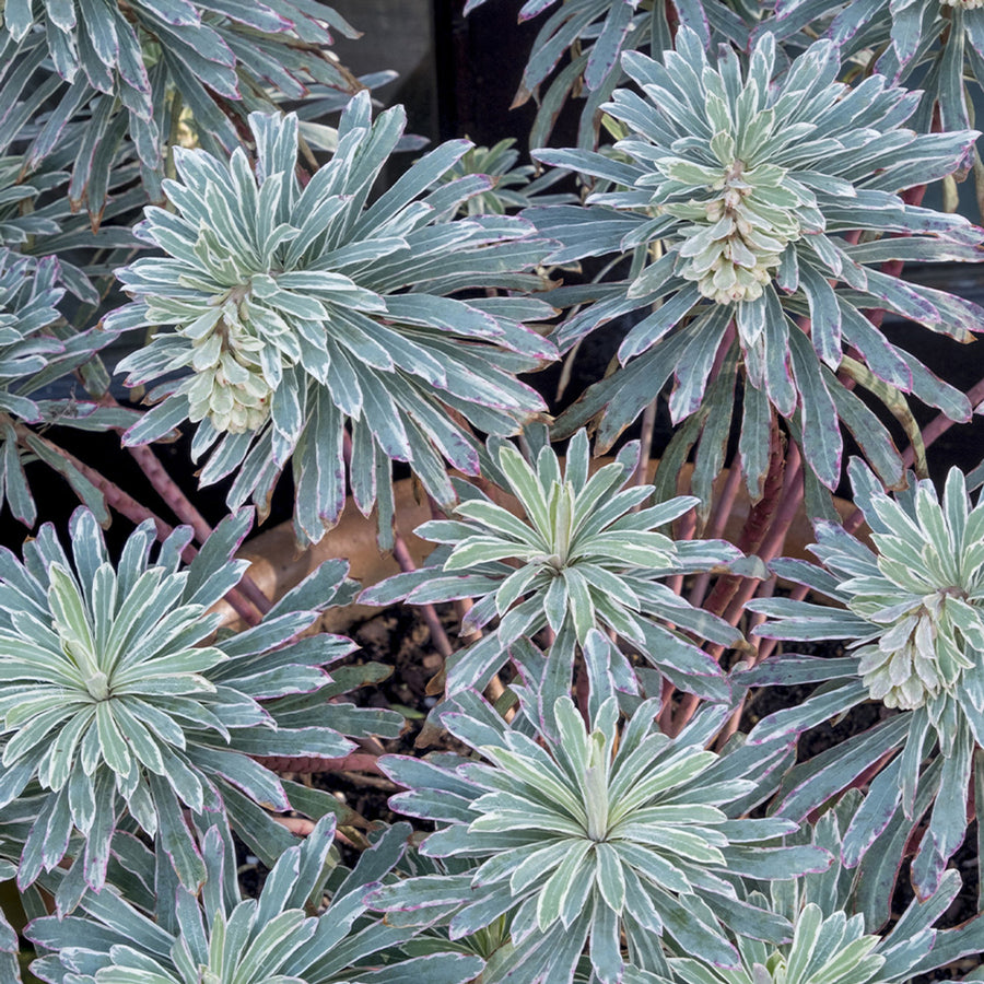 Euphorbia 3 Plant Collection glacierblue 2